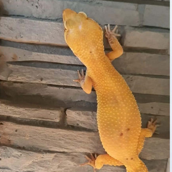 Leopardgekod otsivad uut kodu!