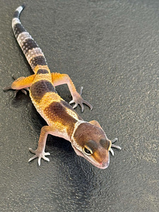 Leopardgekod otsivad uut kodu! (4 foto / 5)