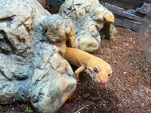 Leopardgekod otsivad uut kodu! (5 foto / 5)