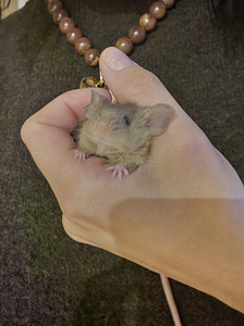 Fancy mouse (1 foto / 1)