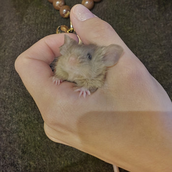 Fancy mouse