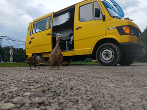 Mercedes 210D automaat, 9 kohta (rapsioli edition) (5 foto / 11)