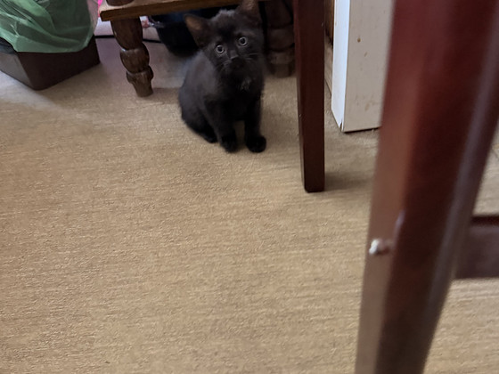 Котята