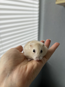 Hamster koos puuriga (1 foto / 2)