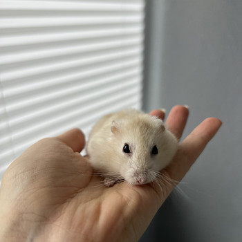 Hamster koos puuriga