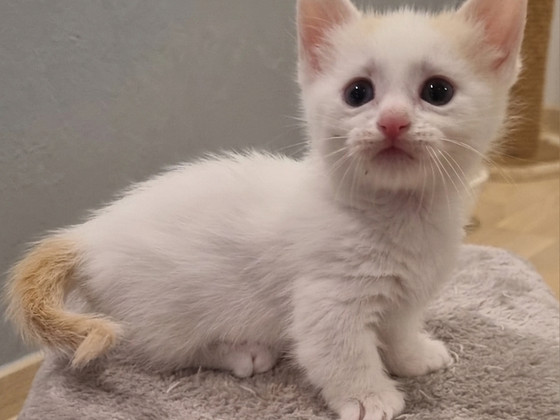Манчкин, коротколапая кошка