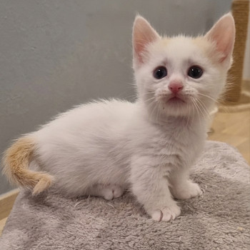 Манчкин, коротколапая кошка