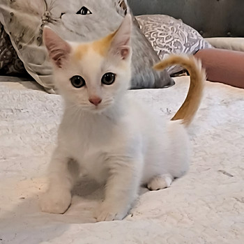 Манчкин, коротколапая кошка