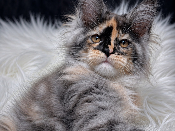 Котёнок мейн-куна