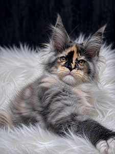 Maine-coon kitten (1 foto / 1)