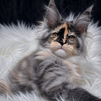 Maine-coon kitten