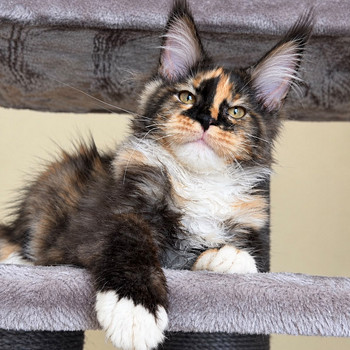 Maine-coon kitten