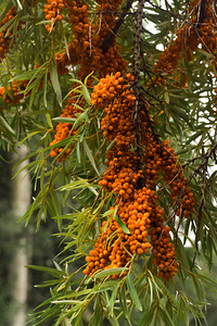 Aiapäritolu puhas astelpaju. (3 foto / 5)