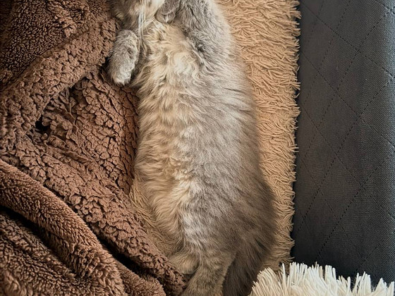 Котенок