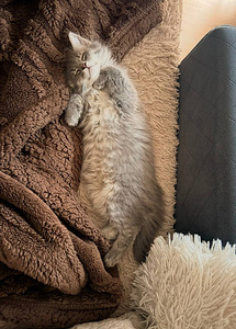Котенок (1 фото из 3)