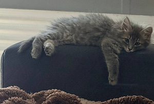 Котенок (2 фото из 3)