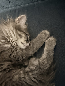 Котенок (3 фото из 3)