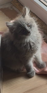 Котенок Девочка (1 фото из 4)