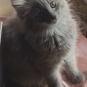 Котенок Девочка