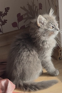 Котенок Девочка (2 фото из 4)