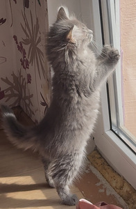 Котенок Девочка (3 фото из 4)