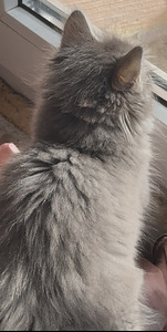 Котенок Девочка (4 фото из 4)