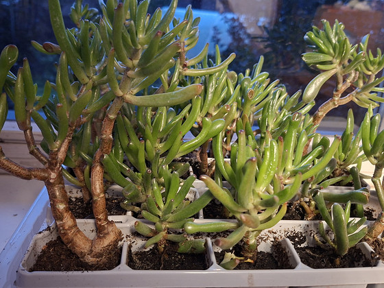 Денежное дерево Крассула овата Коралл (Crassula ovata Coral)