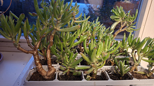 Денежное дерево Крассула овата Коралл (Crassula ovata Coral) (1 фото из 3)
