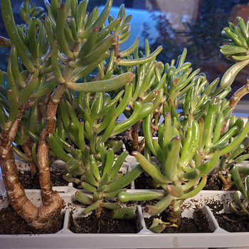 Денежное дерево Крассула овата Коралл (Crassula ovata Coral)