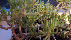 Денежное дерево Крассула овата Коралл (Crassula ovata Coral) (2 фото из 3)