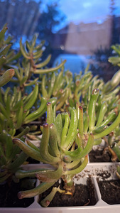 Денежное дерево Крассула овата Коралл (Crassula ovata Coral) (3 фото из 3)