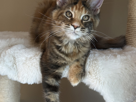 Самка Mainecoon f22
