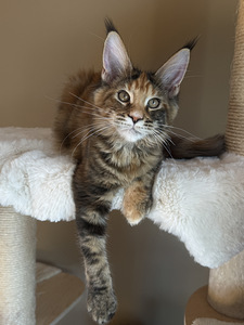Mainecoon female f22 (1 foto / 4)