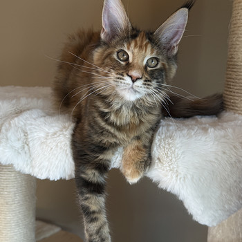 Mainecoon female f22