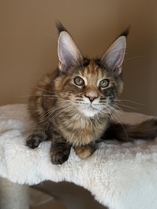 Mainecoon female f22 (3 foto / 4)