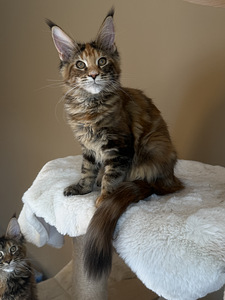 Mainecoon female f22 (4 foto / 4)