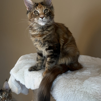 Самка Mainecoon f22