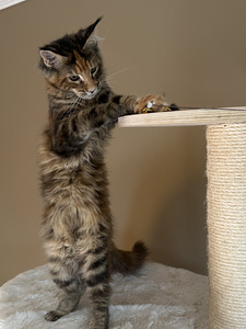 Mainecoon female f22 (2 foto / 4)