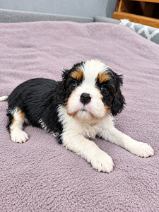 Kavaliera Kinga Čārlza spaniels. 18.09.2026 (1 foto no 10)