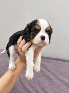 Kavaliera Kinga Čārlza spaniels. 18.09.2026 (3 foto no 10)