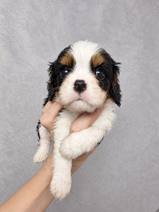 Kavaliera Kinga Čārlza spaniels. 18.09.2026 (6 foto no 10)