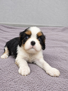 Kavaliera Kinga Čārlza spaniels. 18.09.2026 (7 foto no 10)