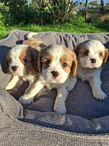 Kavaliera Kinga Čārlza spaniels. 18.09.2026 (10 foto no 10)