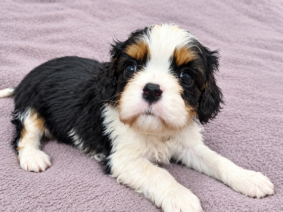 Cavalier King Charlesin spanielin pennut. 18.09.2026