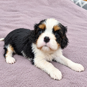 Cavalier King Charlesin spanielin pennut. 18.09.2026