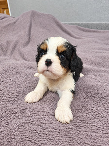 Cavalier King Charlesin spanielin pennut. 18.09.2026 (2 valokuva sivusta 10)