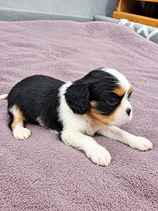 Cavalier King Charlesin spanielin pennut. 18.09.2026 (8 valokuva sivusta 10)