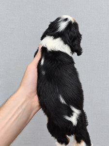 Cavalier King Charlesin spanielin pennut. 18.09.2026 (9 valokuva sivusta 10)