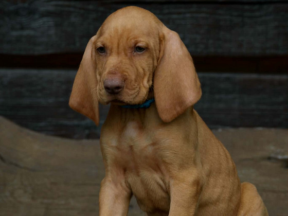 Ungari lühikarvaline linnukoer ehk vizsla kutsikas