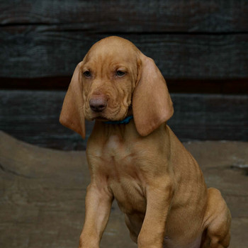 Щенок венгерской короткошёрстной легавой, или vizsla